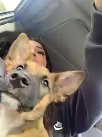 Lost dog in Fort Worth, TX, 76105