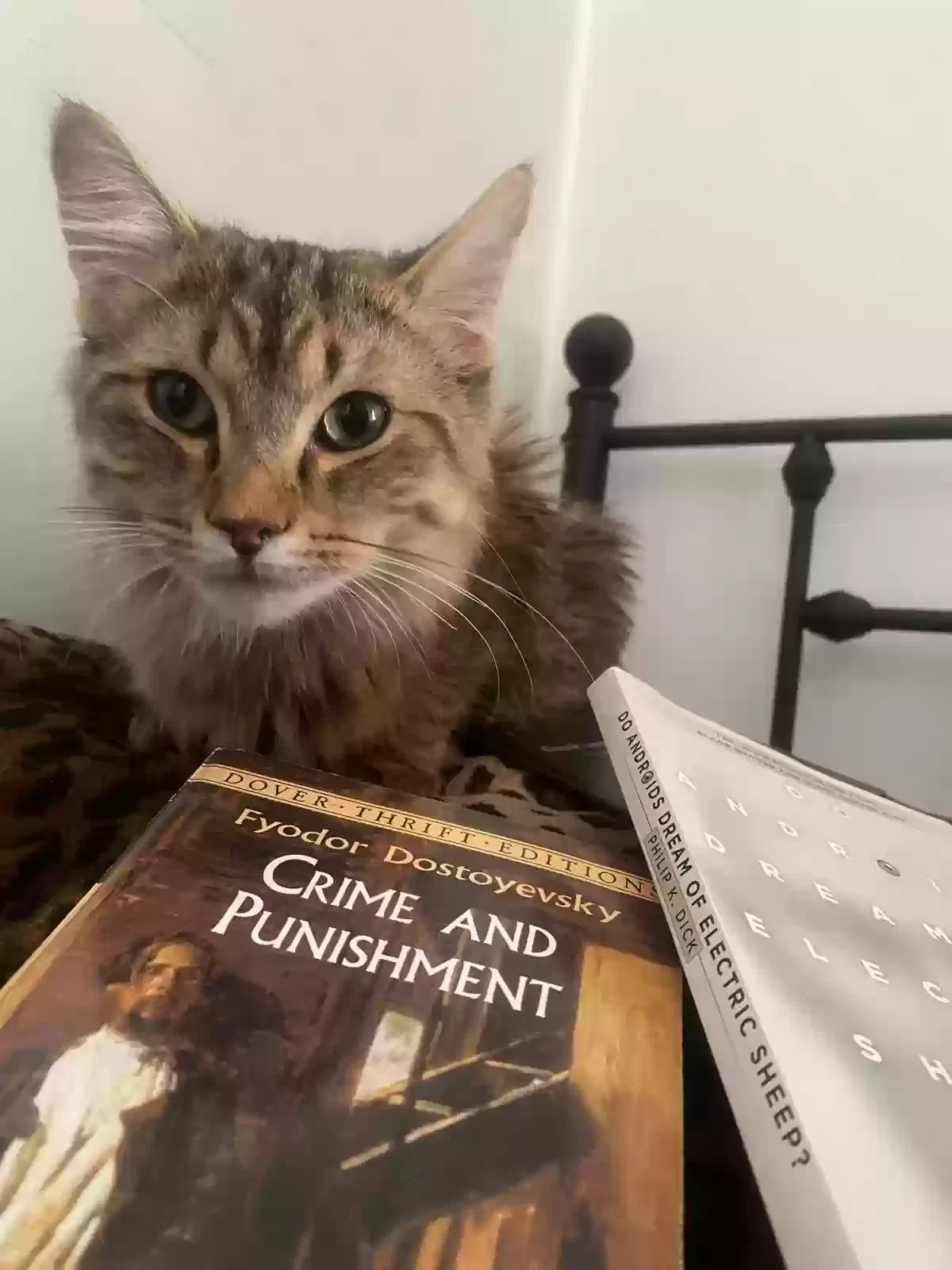 Lost cat in Hilliard, OH, 43026