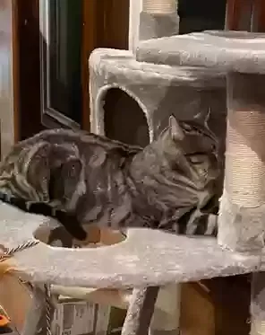 Lost cat in Plano, TX, 75093