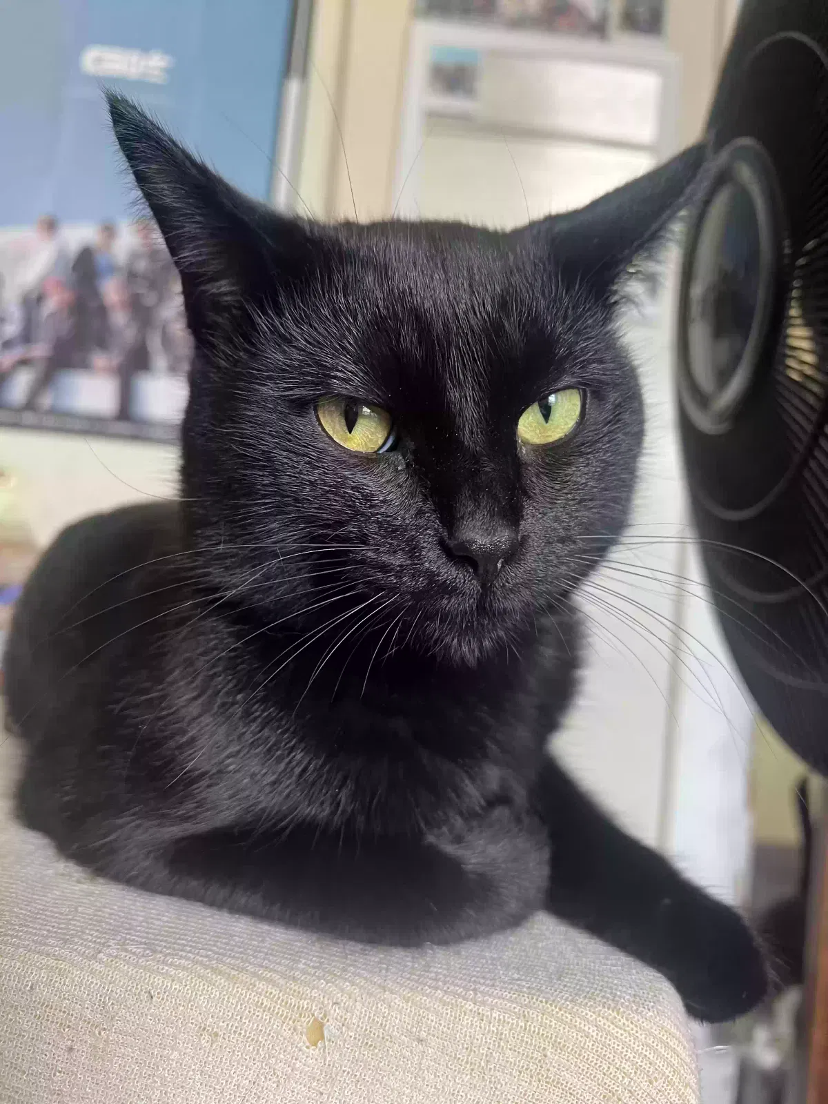 Lost cat in Lansing, MI, 48912