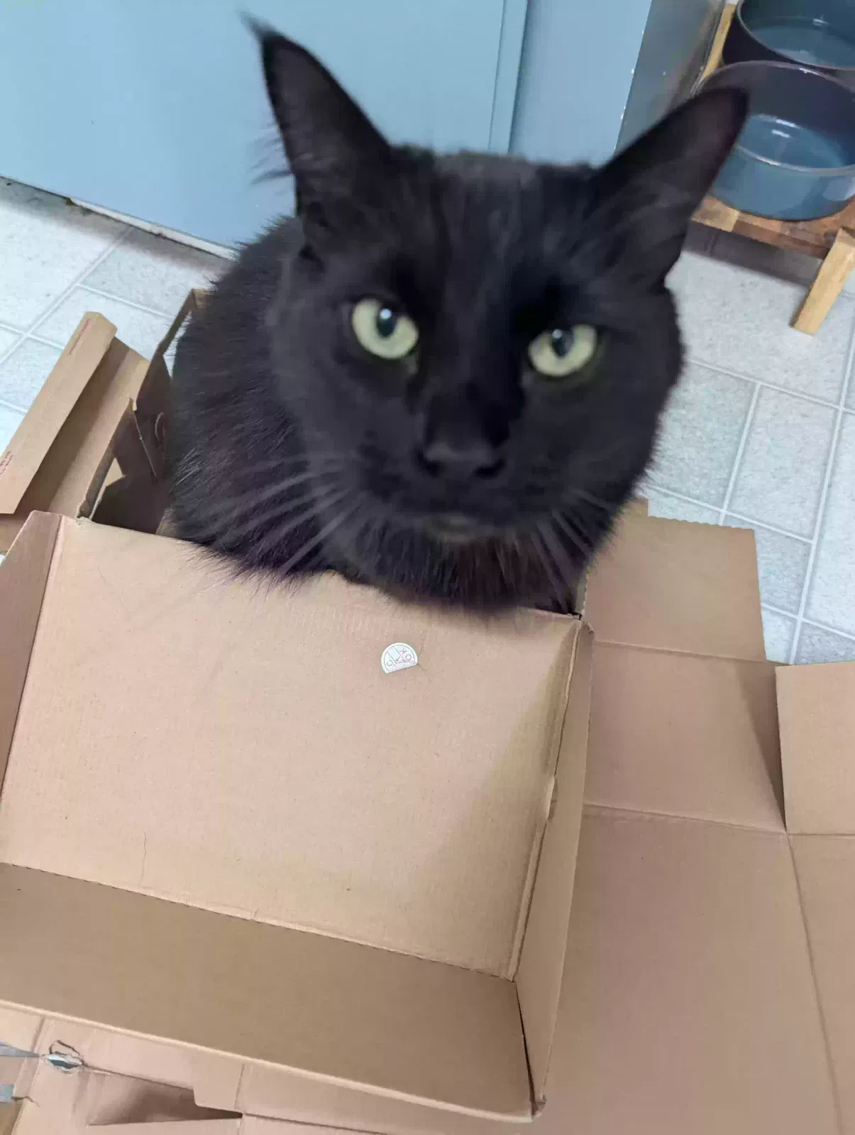 Lost cat in Imperial Beach, CA, 91932
