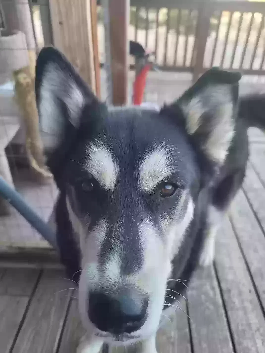 Lost dog in Florissant, CO, 80816