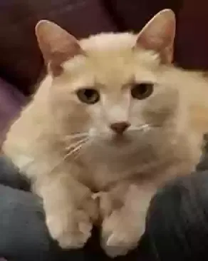 Lost cat in Sterling Heights, MI, 48312