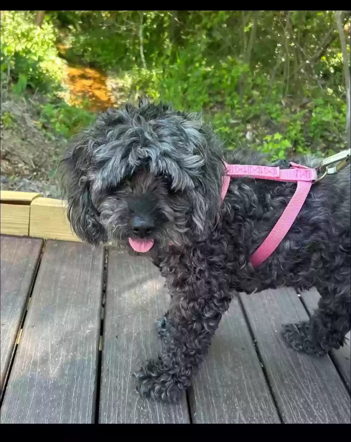 Lost dog in Lexington, SC, 29072