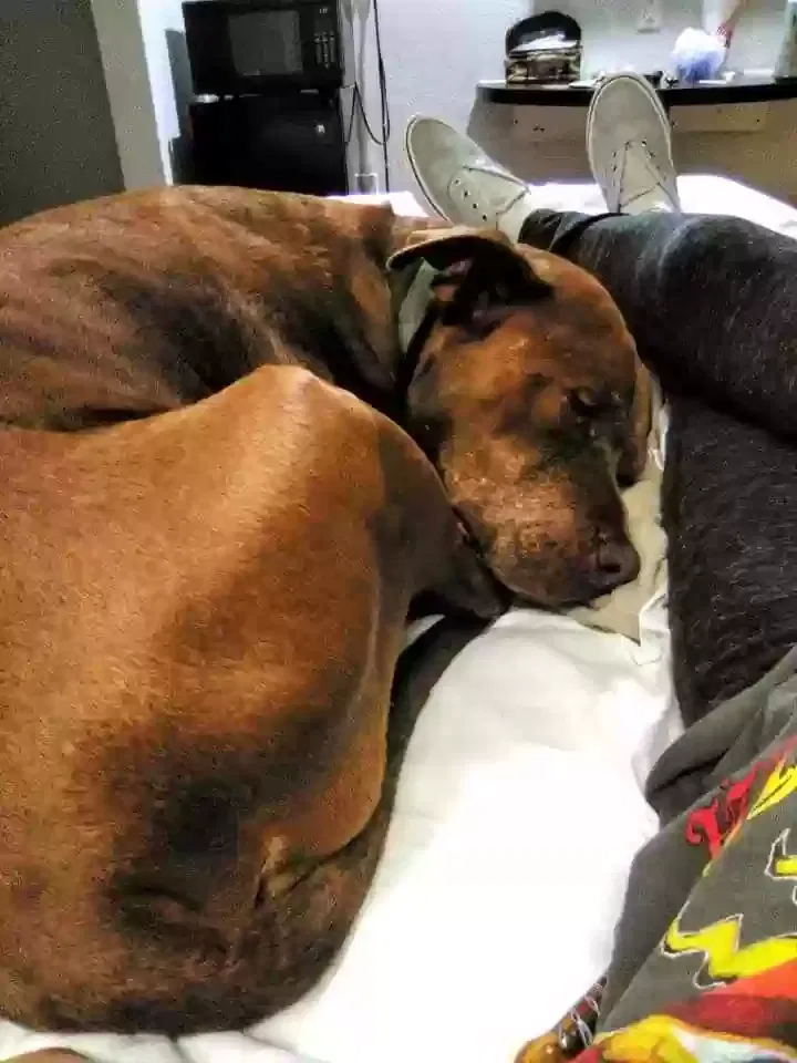 Lost dog in Perris, CA, 92571