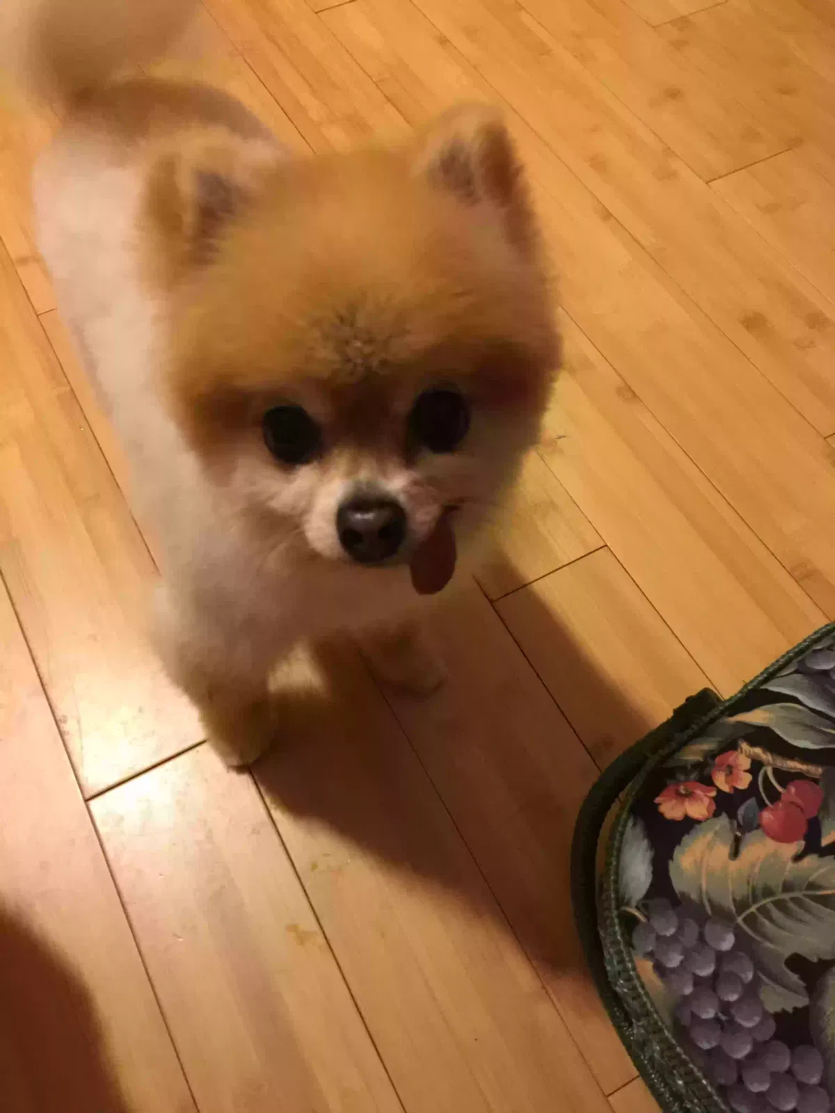 Lost dog in Houston, TX, 77083