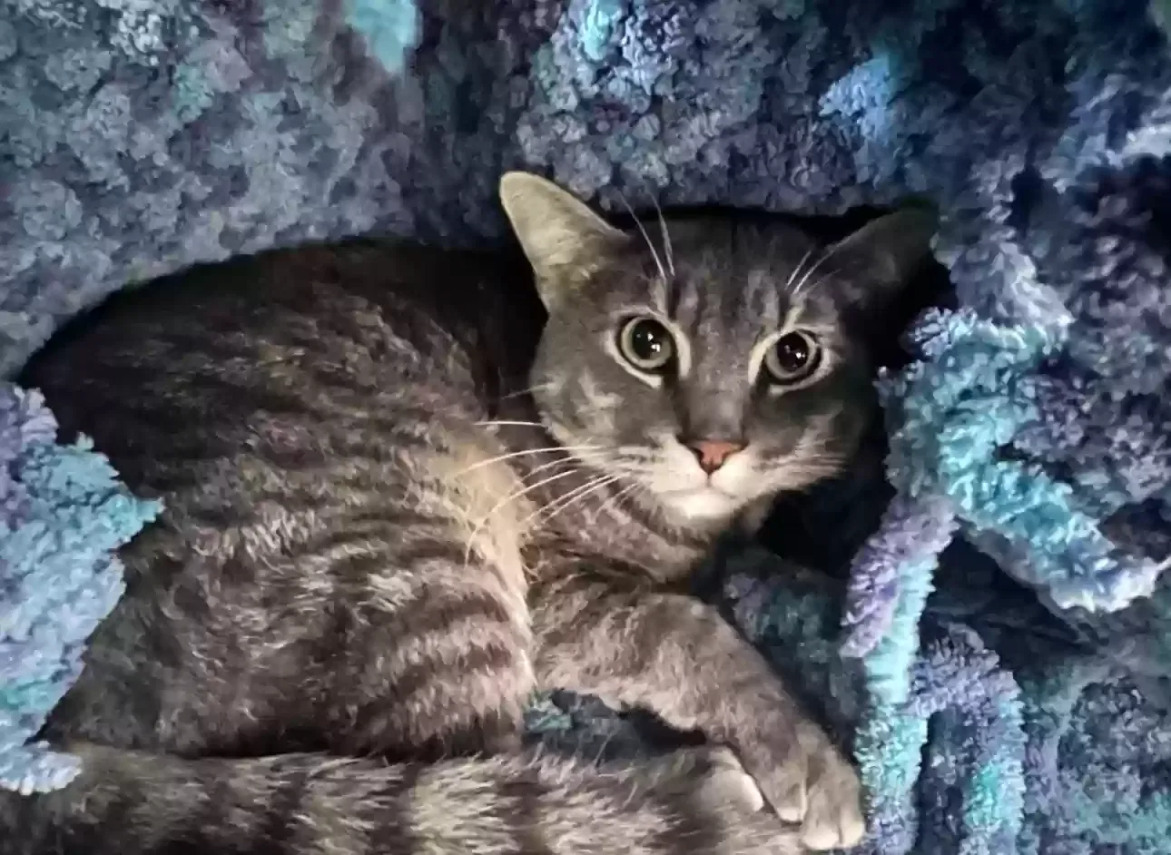 Lost cat in Plainfield, IL, 60586