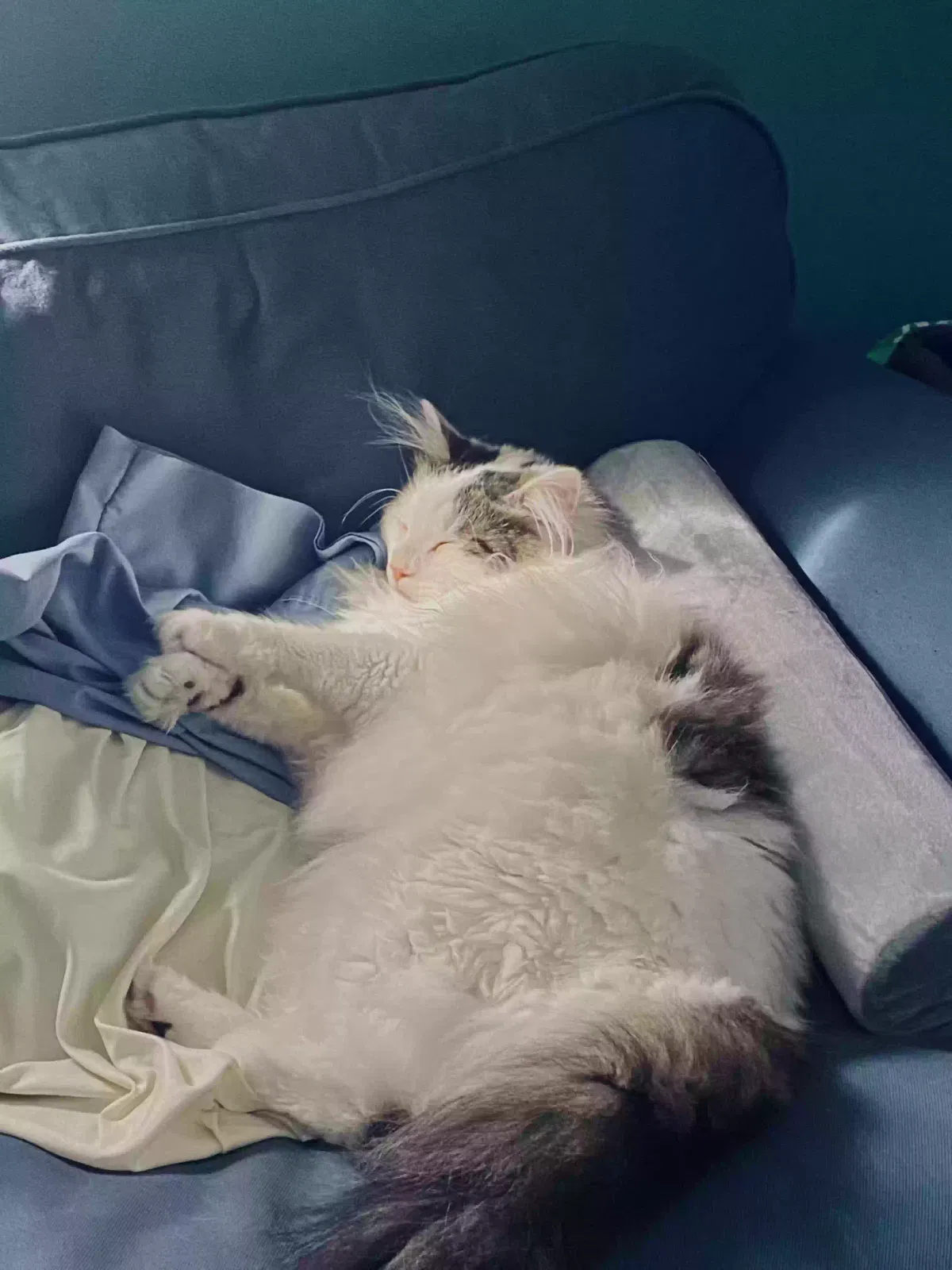 Lost cat in Pittsburgh, PA, 15221