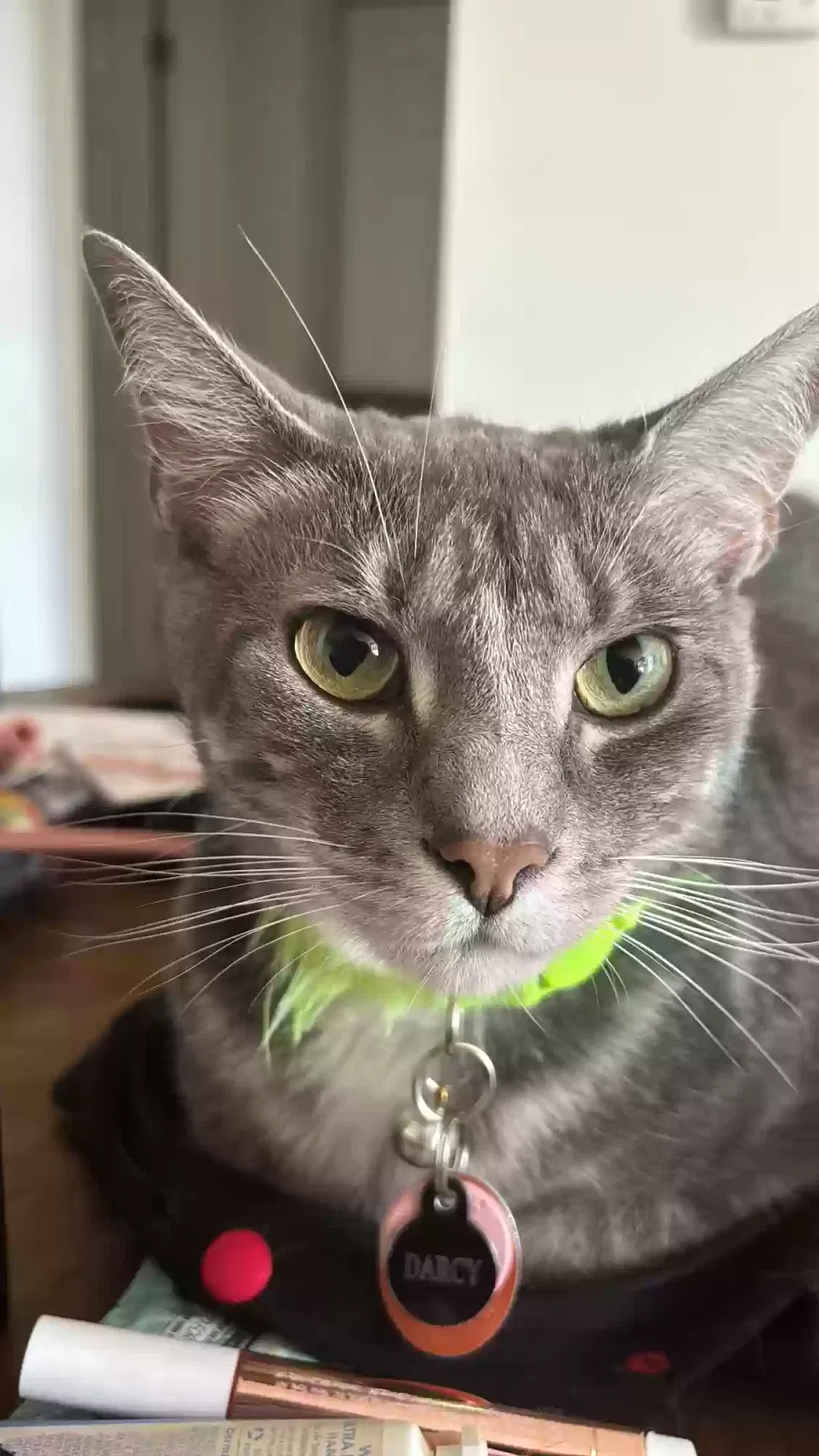 Lost cat in Chicago, IL, 60626