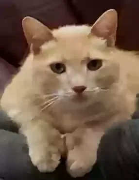 Lost cat in Sterling Heights, MI, 48312