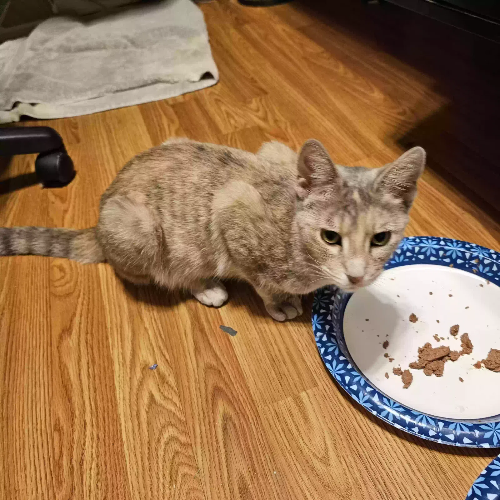 Found cat in Chicago Heights, IL, 60411