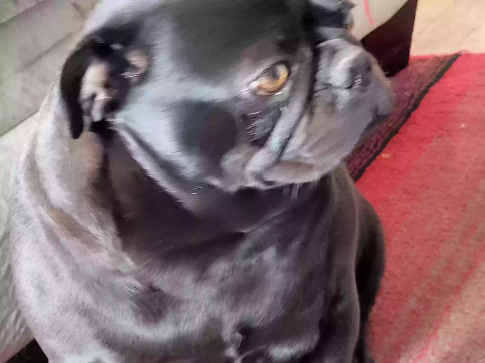Lost dog in Albuquerque, NM, 87107