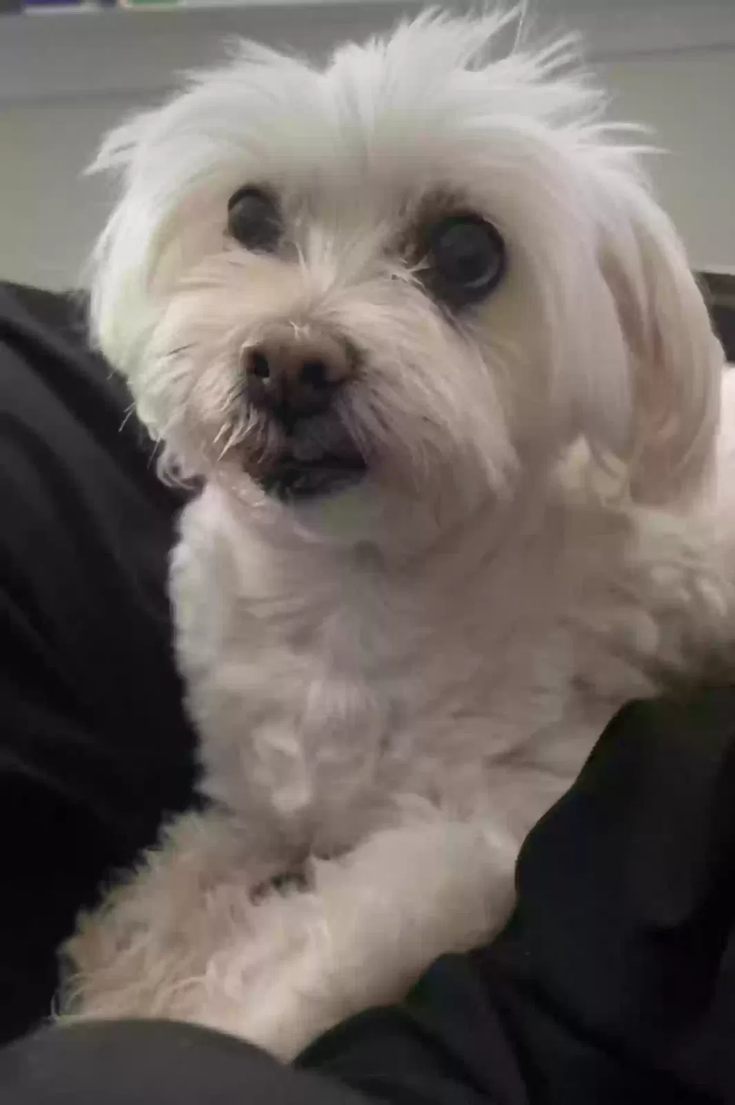 Lost dog in Albuquerque, NM, 87114
