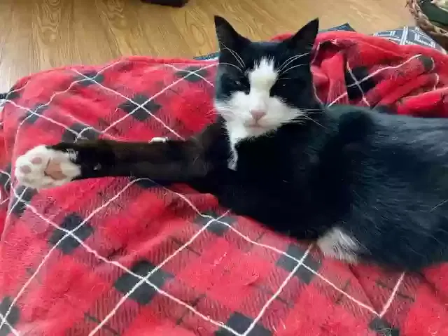 Lost cat in Little Rock, AR, 72227