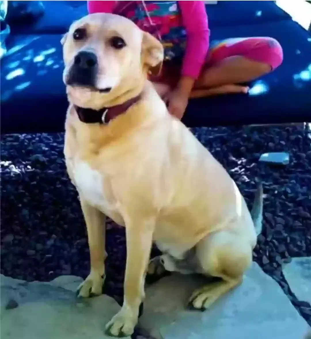 Lost dog in Greeley, CO, 80634