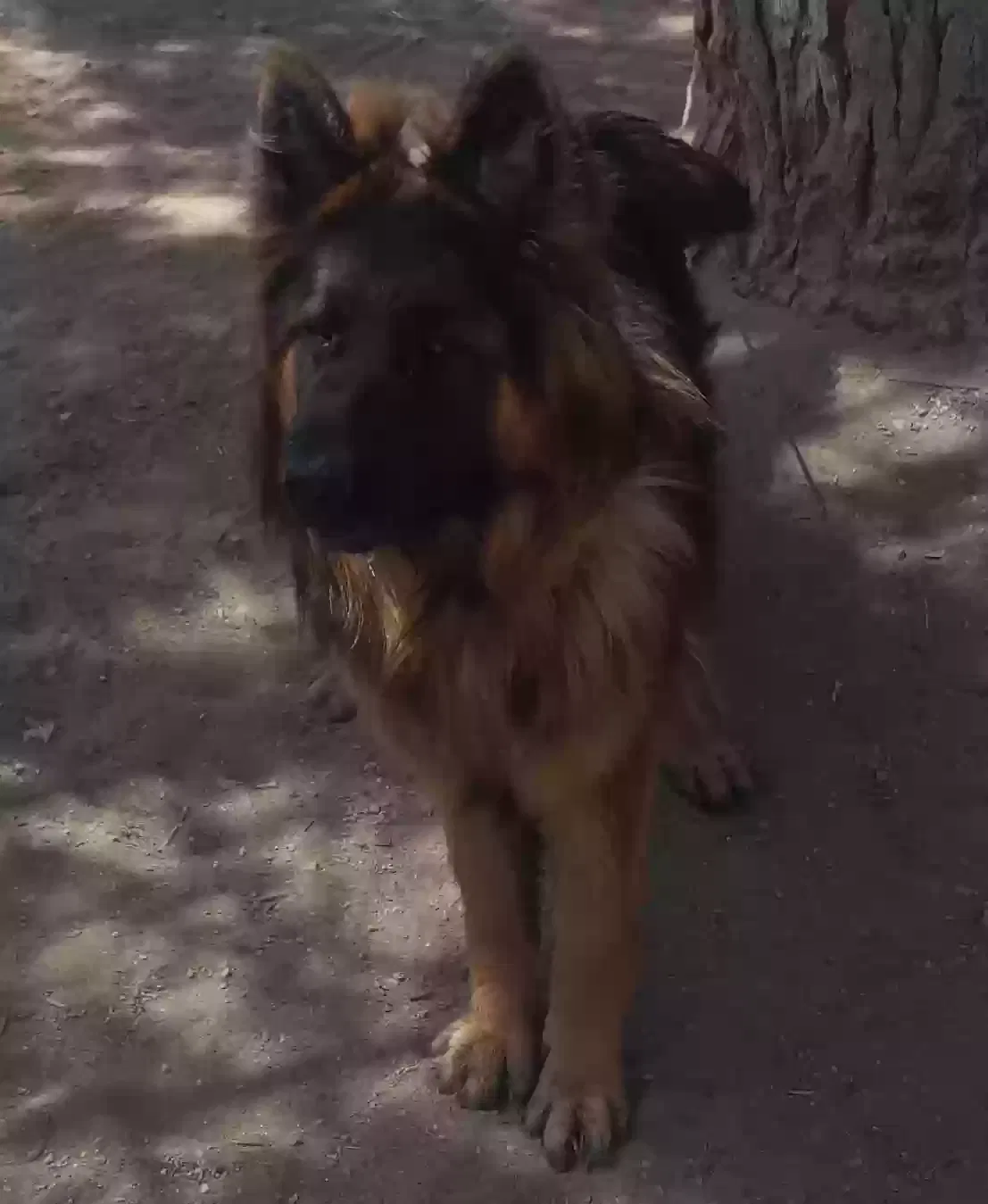 Lost dog in Lucerne Valley, CA, 92356