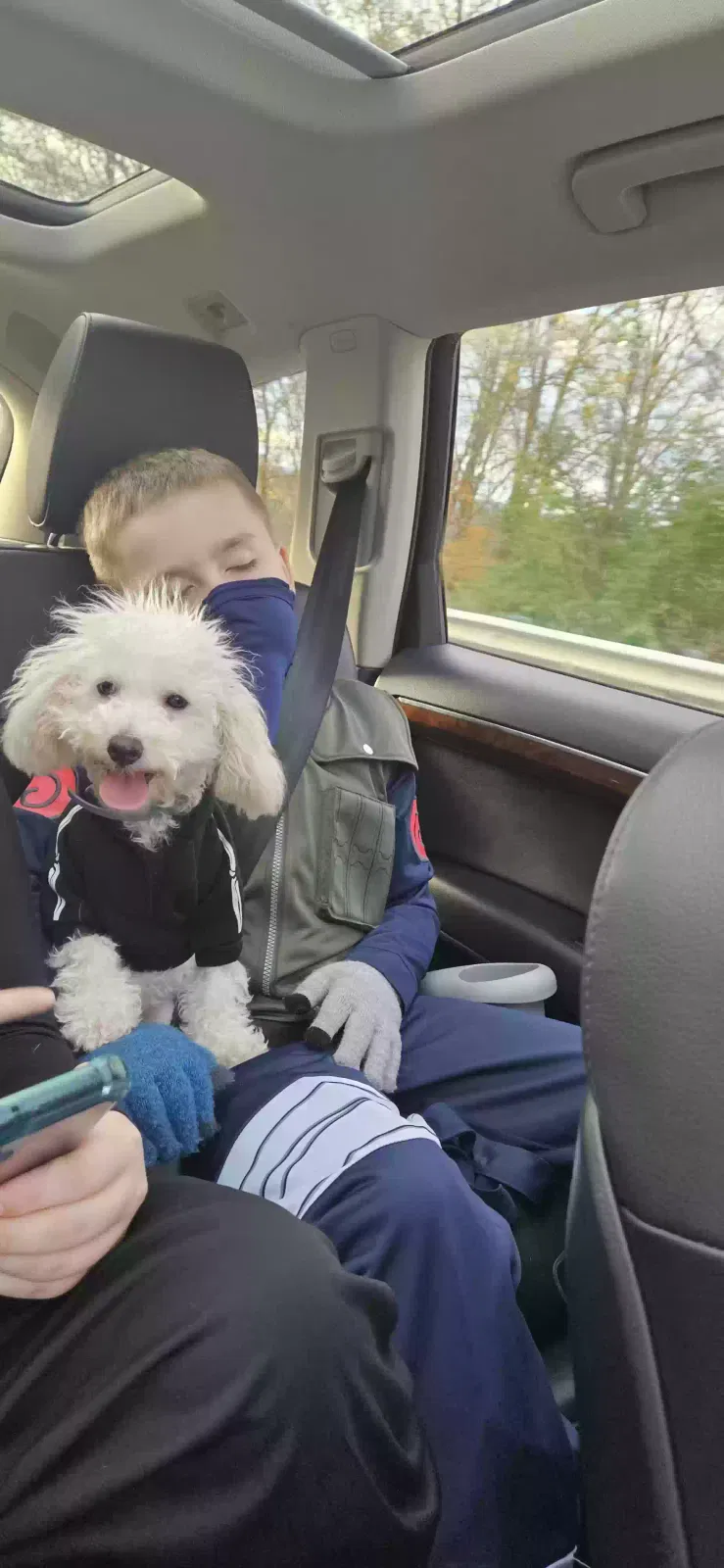 Lost dog in East Stroudsburg, PA, 18302