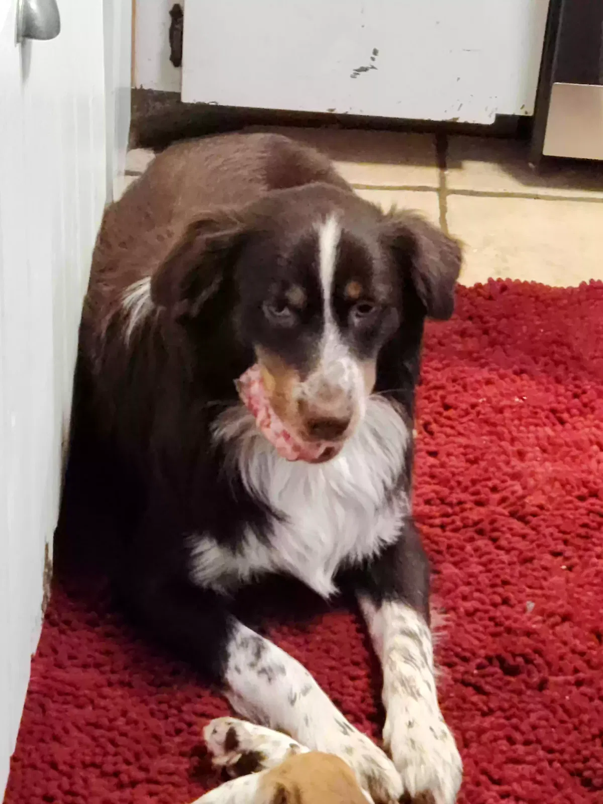 Lost dog in Fort Myers, FL, 33905