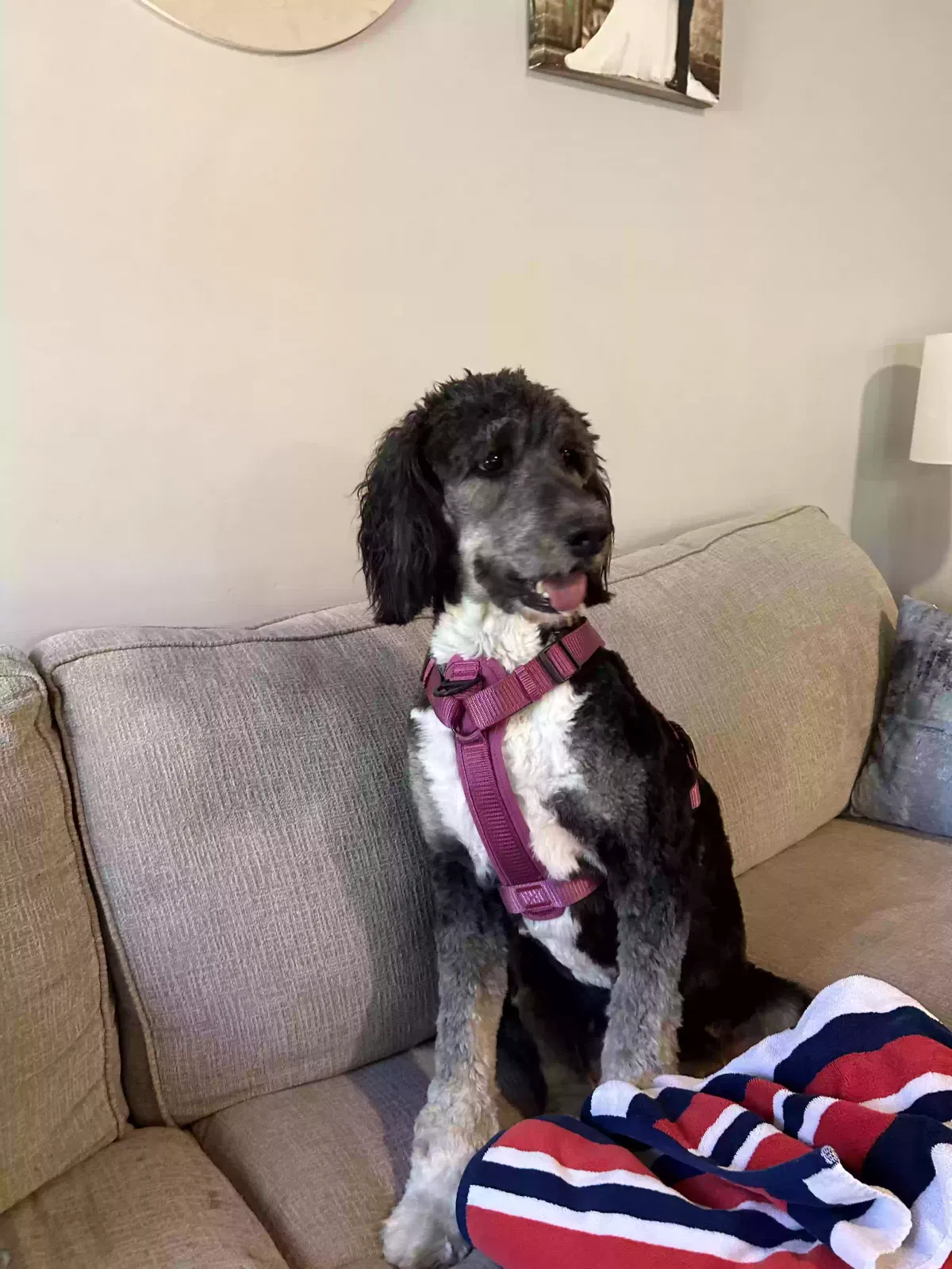 Lost dog in Watkinsville, GA, 30677