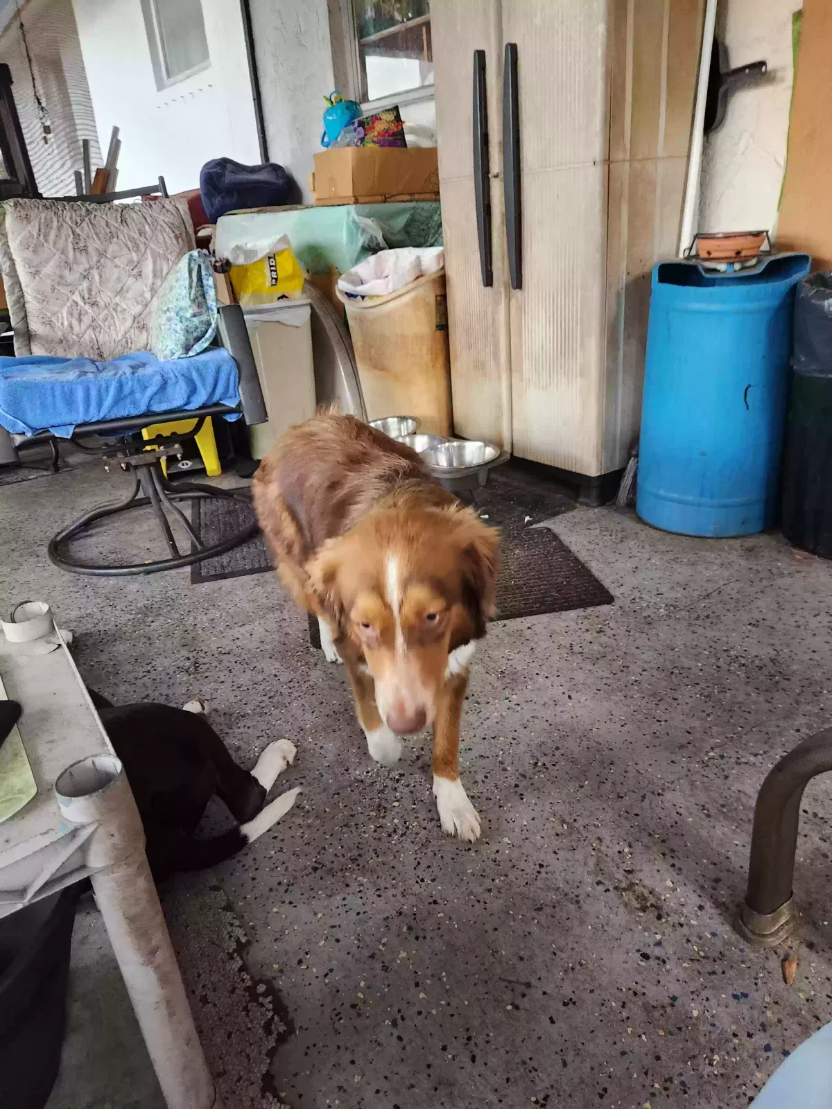 Lost dog in Fort Myers, FL, 33905
