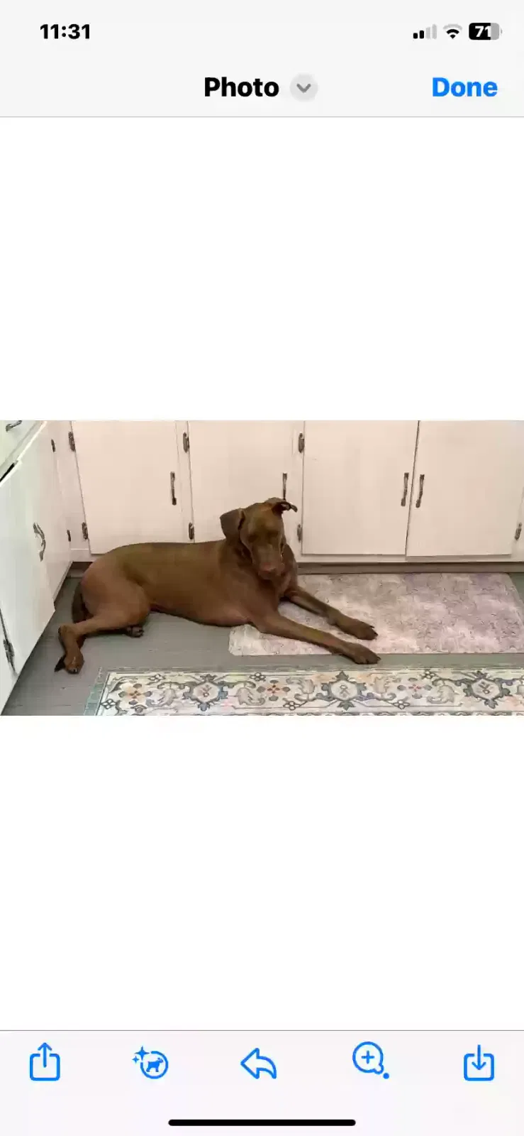 Lost dog in Moss Point, MS, 39563