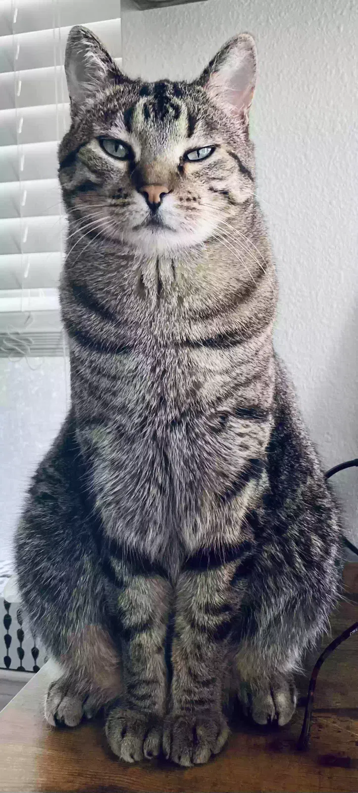 Lost cat in Kansas City, MO, 64133