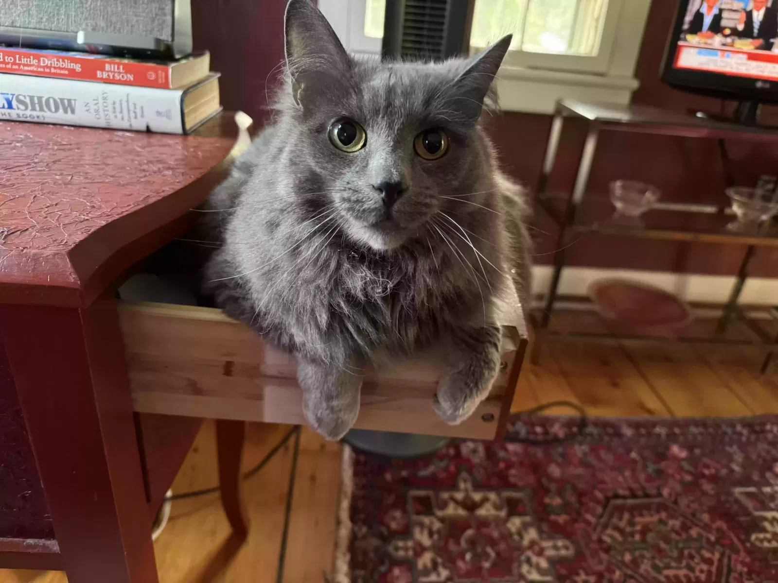 Lost cat in Red Hook, NY, 12571