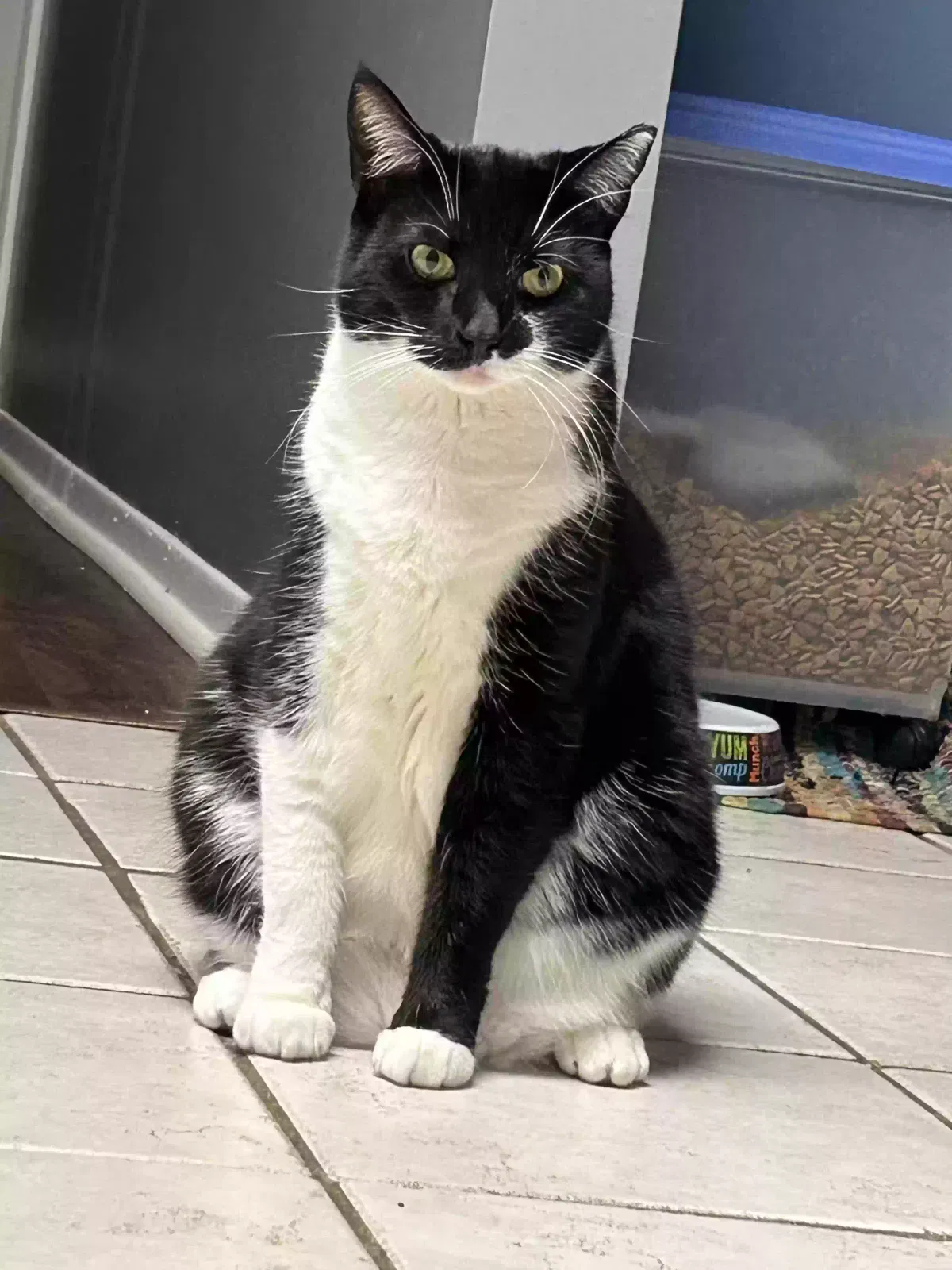 Lost cat in Grafton, OH, 44044