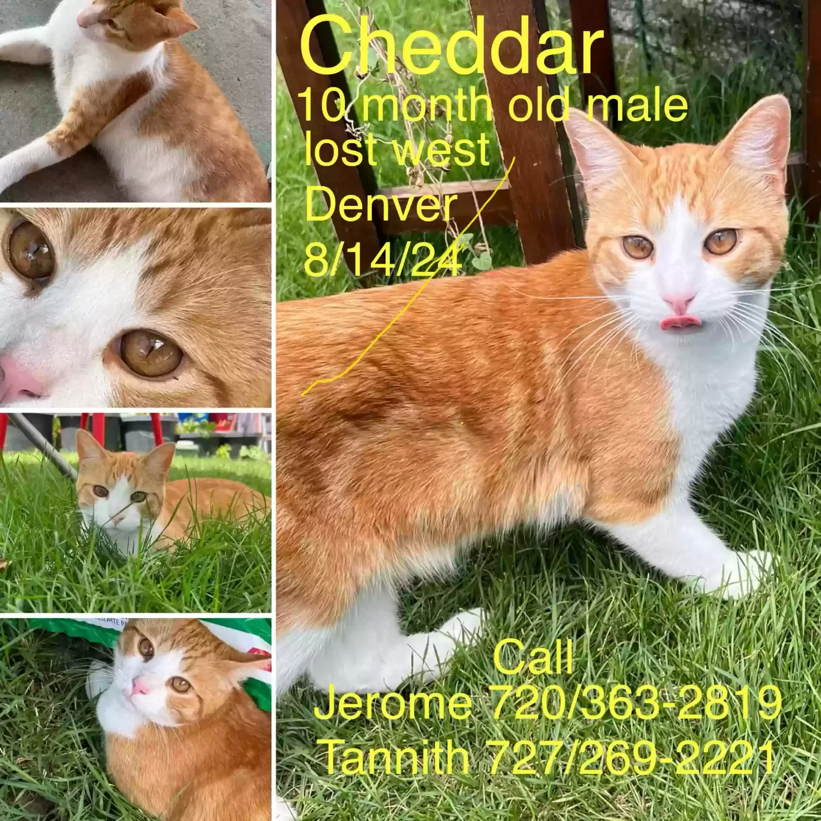 Lost cat in Denver, CO, 80212