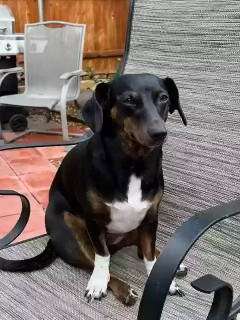 Lost dog in Keller, TX, 76244