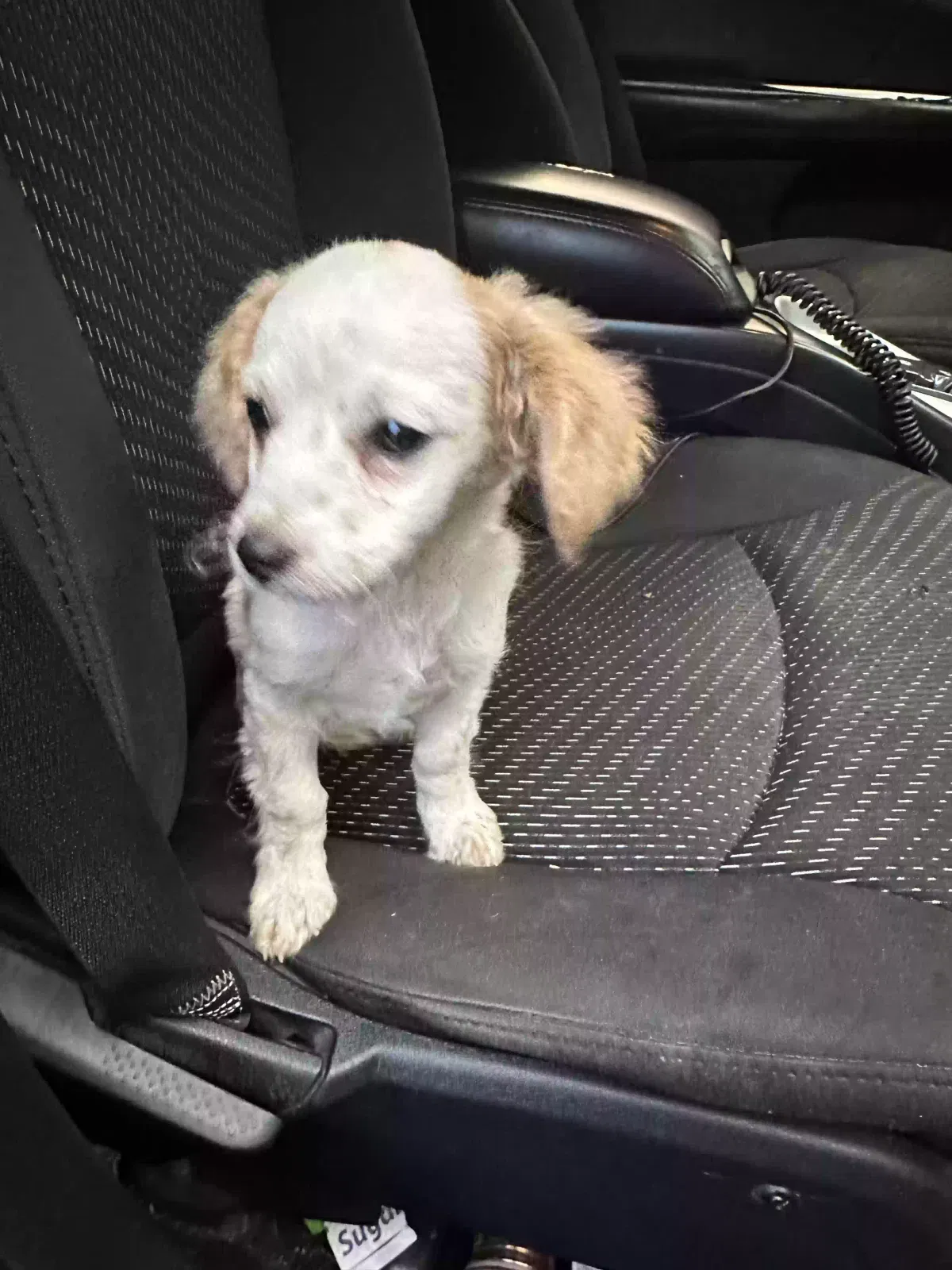 Found dog in Albuquerque, NM, 87121