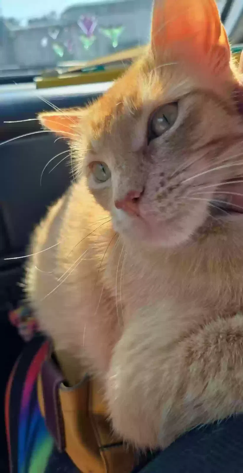 Lost cat in La Place, LA, 70068