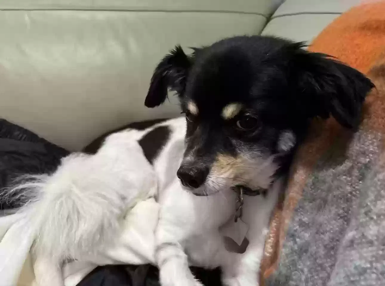 Lost dog in Inkster, MI, 48141