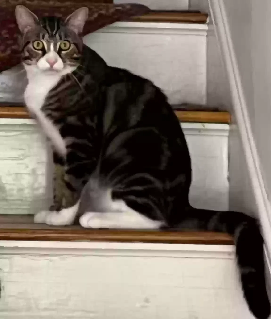 Lost cat in Norton, MA, 2766