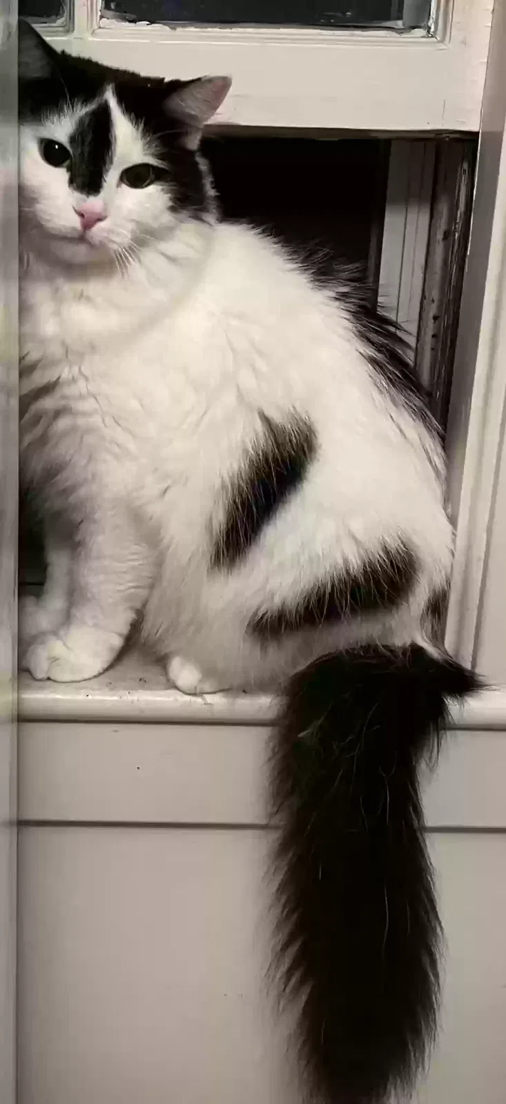 Lost cat in Norton, MA, 2766