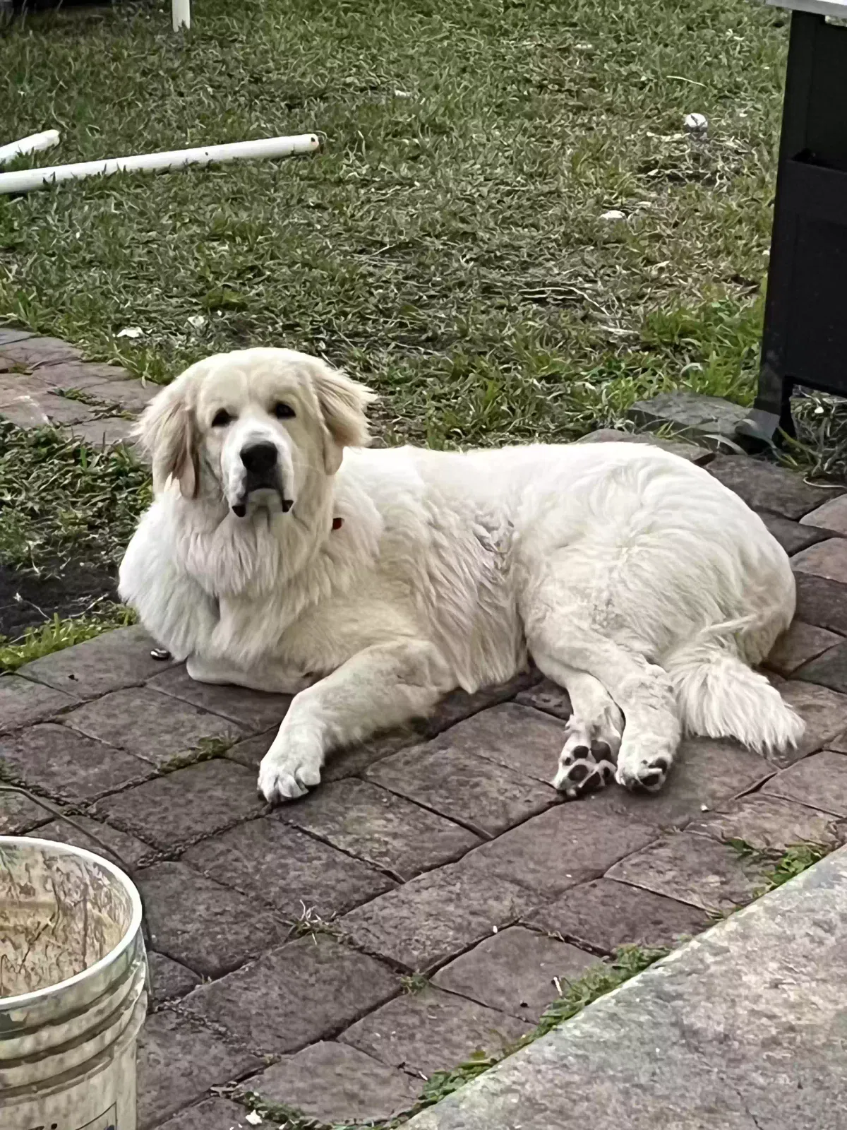 Lost dog in Homestead, FL, 33033