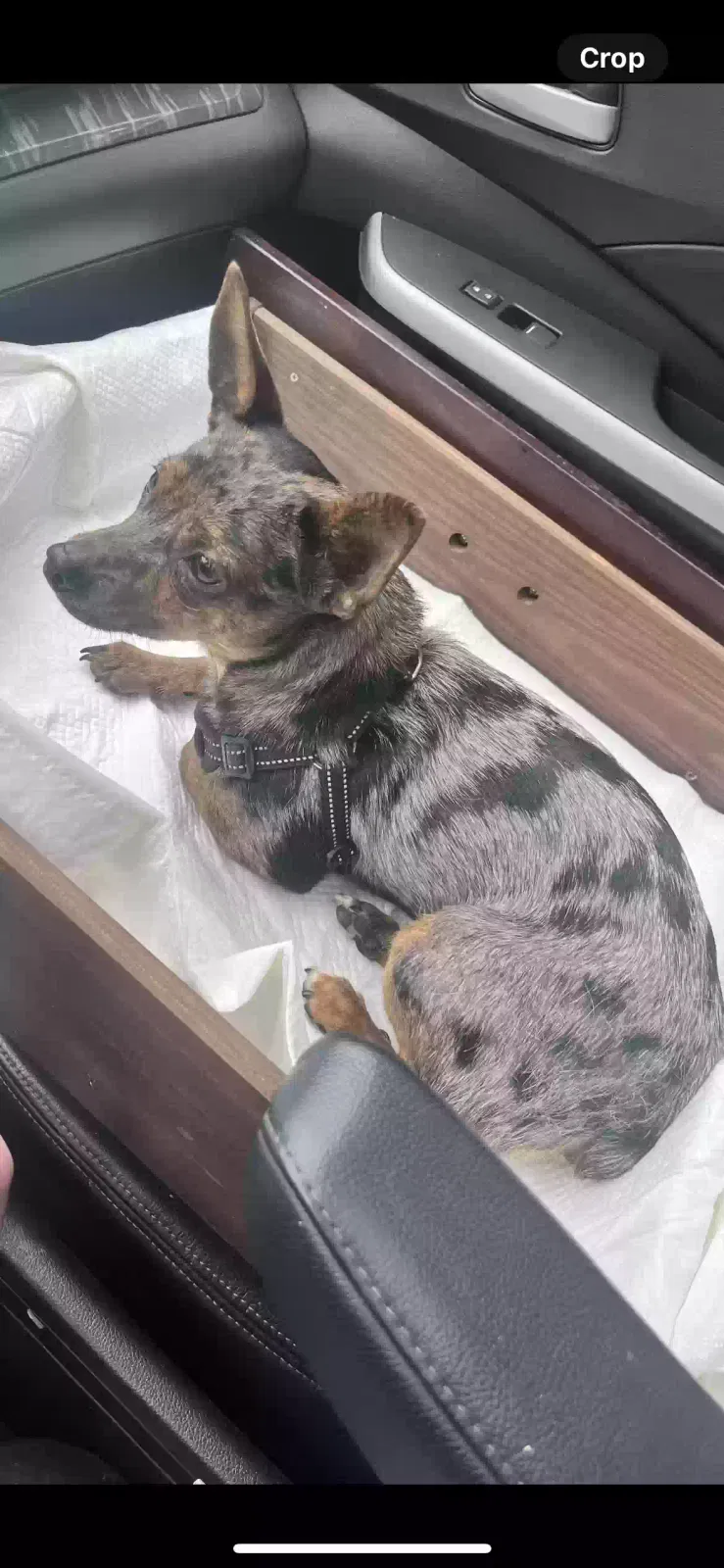Lost dog in Rome, GA, 30161