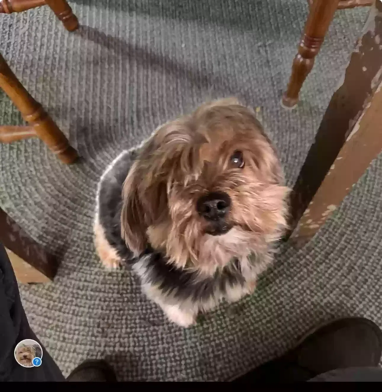 Lost dog in Cincinnati, OH, 45205