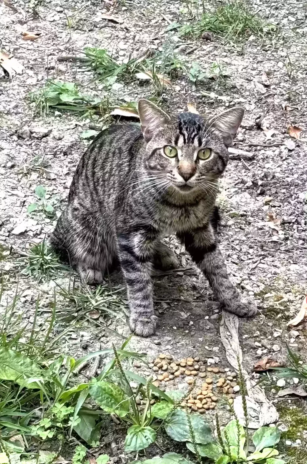 Found cat in Gibsonburg, OH, 43431