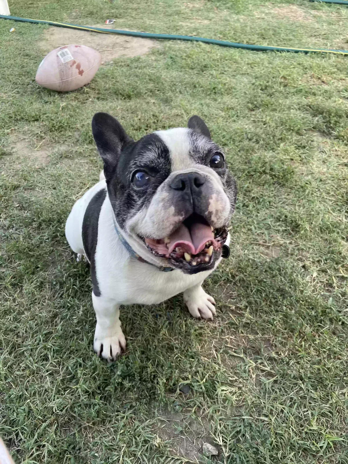 Lost dog in San Bernardino, CA, 92411