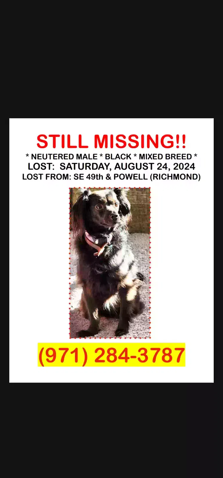 Lost dog in Portland, OR, 97206