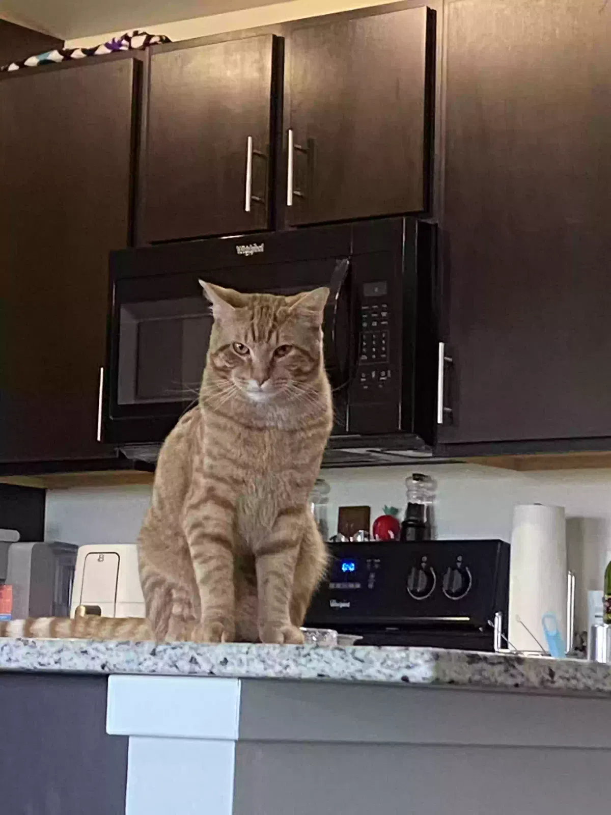 Lost cat in Kenosha, WI, 53144