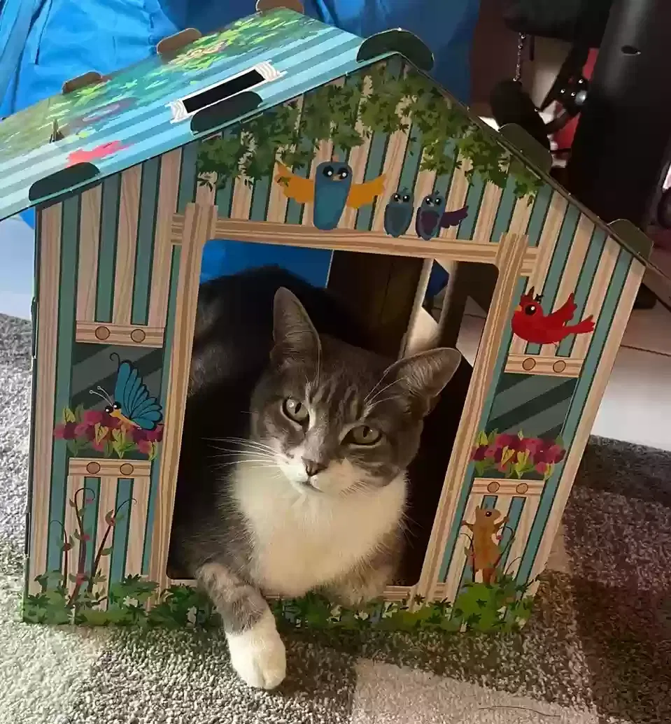 Lost cat in Fort Lauderdale, FL, 33317