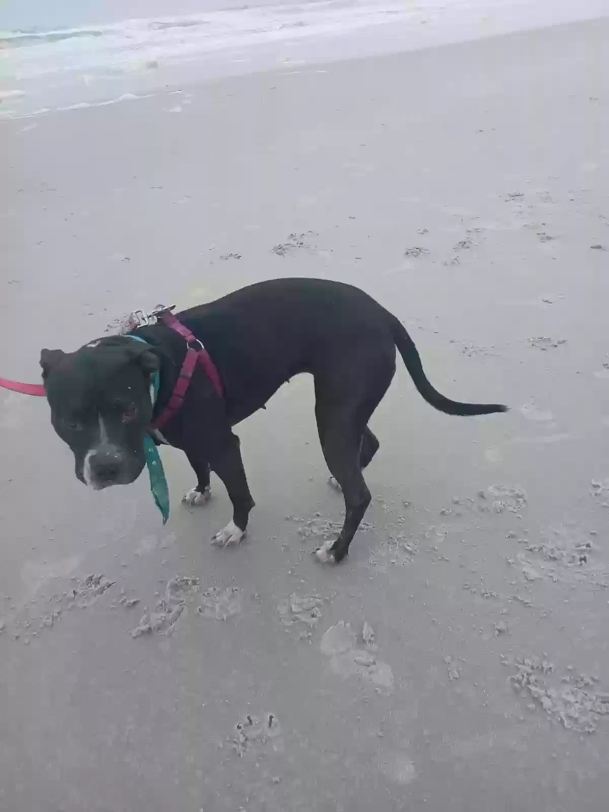 Lost dog in Gaffney, SC, 29341