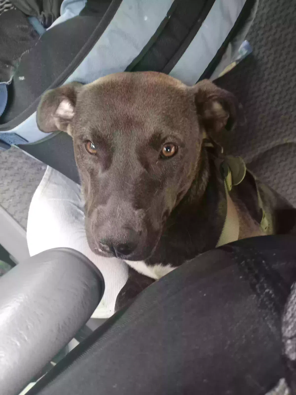 Lost dog in San Diego, CA, 92114
