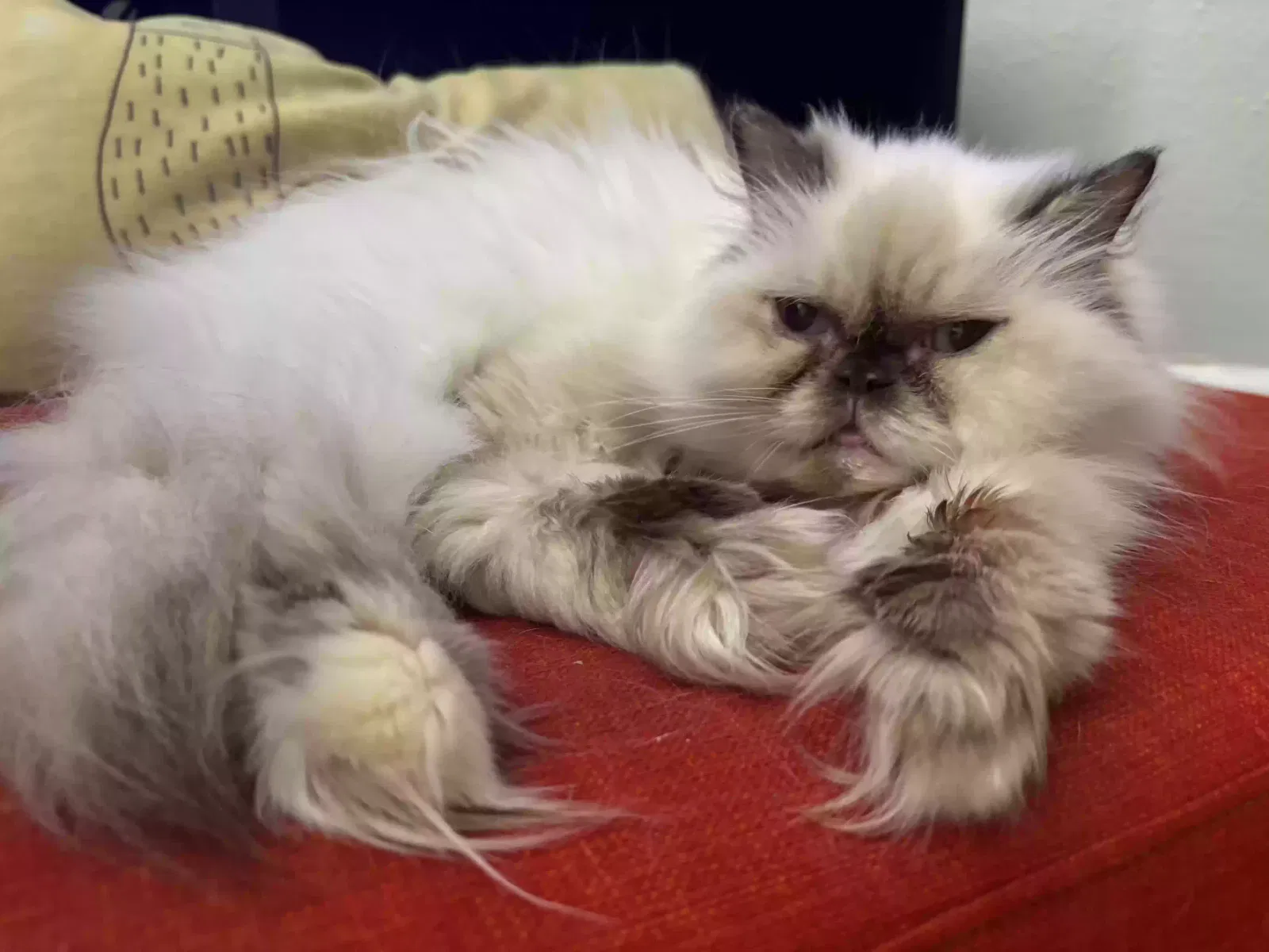 Lost cat in Concord, CA, 94520