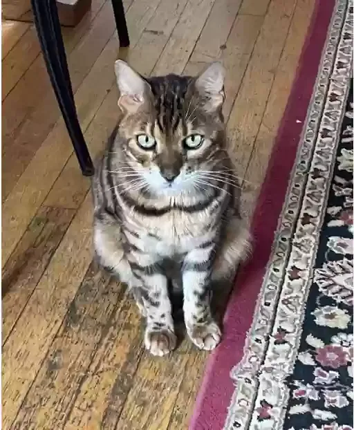 Lost cat in Brookline, MA, 2445