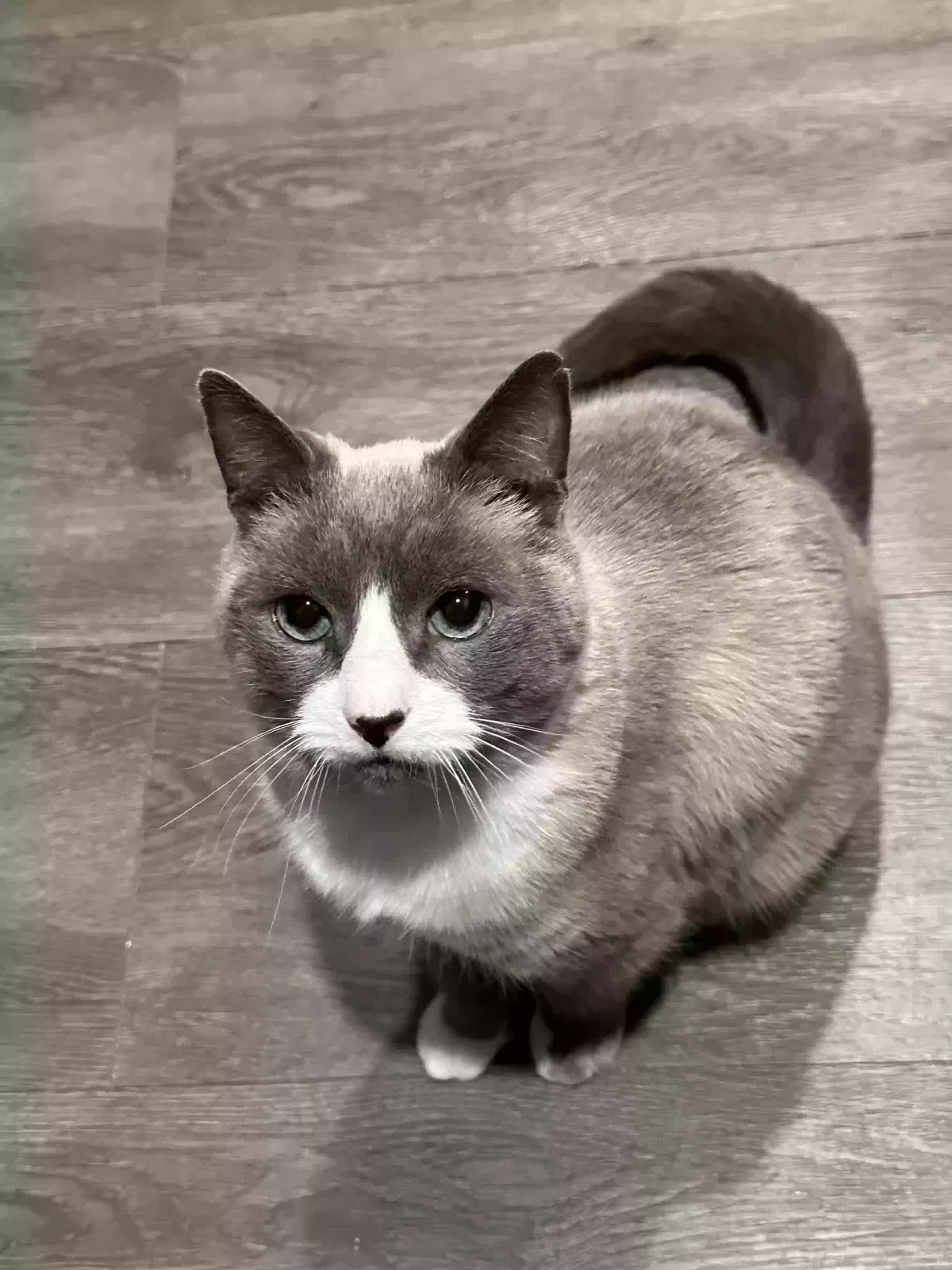 Lost cat in Charleston, SC, 29403
