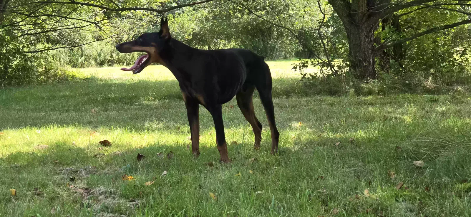 Lost dog in East Hartford, CT, 6118