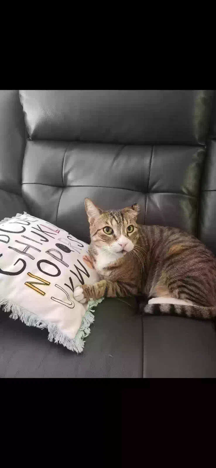 Lost cat in Gilbert, AZ, 85234
